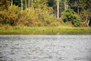 Foliage and trees in native forest with the presence of rivers and waterfalls that give life and help the balance of the environment and nature