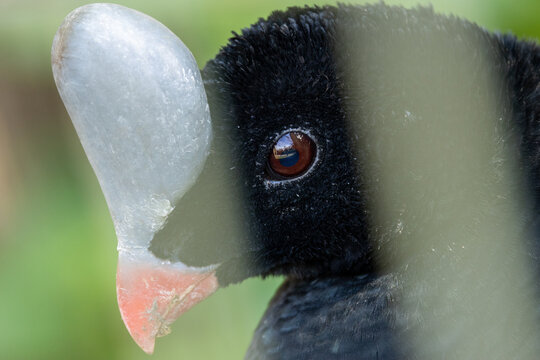 Helmeted Curassow (Pauxi pauxi), native to the montane forests of Venezuela and Colombia