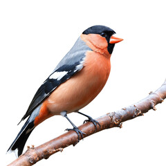 Fototapeta premium Bullfinch Perched on Branch on a transparent background