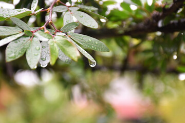 Foliage and trees in native forests, essential for a good balance of the environment or an appropriate nature