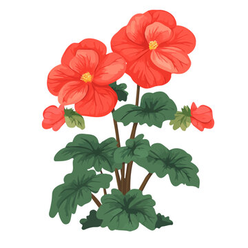red begonia flowers green leaves clip art preview