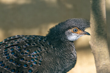 Grey Peacock-Pheasant (Polyplectron bicalcaratum), native to Southeast Asian forests and woodlands