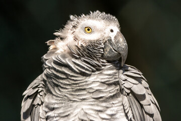 Grey Parrot (Psittacus erithacus), native to the dense forests of Central and West Africa