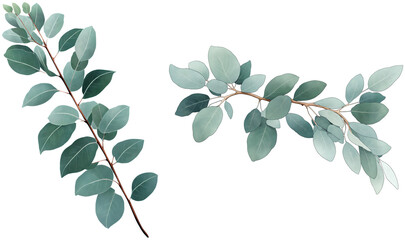 Obraz premium Botanical Illustration of Eucalyptus Branches on a transparent background