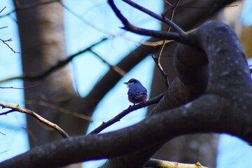 bird on a branch
