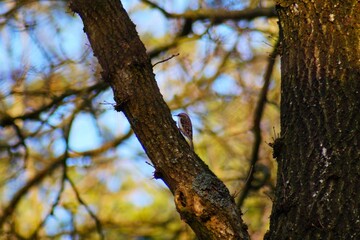 tree in autumn
