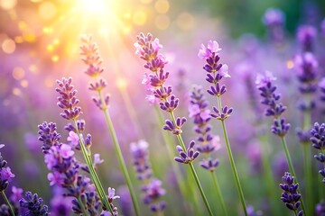 Obraz premium Lavender blossoms bathed in golden sunlight.