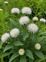 Bachalor's Button,Button Agaga,Globe Amaranth,Pearly Everlasting