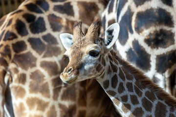 Giraffe (Giraffa camelopardalis), native to African savannas, open woodlands, and grasslands