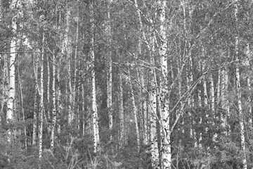 black-and-white photo with white birches