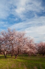 Pink peach blossoms in full bloom on a sunny spring day, creating a breathtaking natural scene.