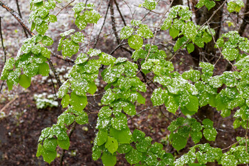 Snow on the leaves of linden in spring.Climate change, weather anomalies