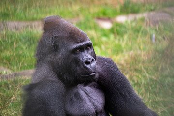 Western Lowland Gorilla (Gorilla gorilla gorilla), native to Central African rainforests