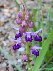 Orchis militaris