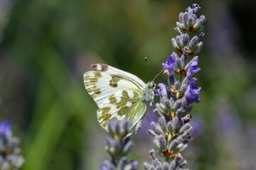 Butterfly. Eastern Bath White. Pontia edusa.