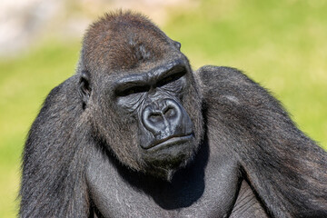Western Lowland Gorilla (Gorilla gorilla gorilla), native to Central African rainforests