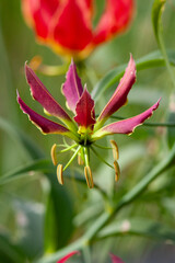 glorieuse superbe ou gloriosia