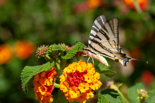 Butterfly photographed in its habitat. Nature background. Iphiclides podalirius. Scarce Swallowtail.
