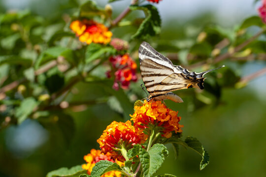 Butterfly photographed in its habitat. Nature background. Iphiclides podalirius. Scarce Swallowtail.