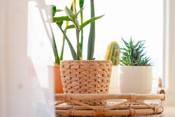 Home-made, well-groomed green plants on the window
