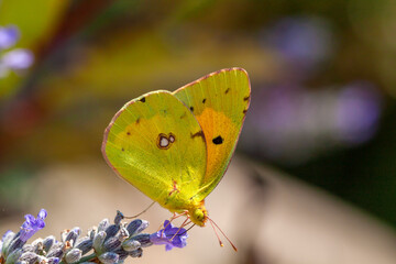 Yellow magnificence (Colias croceus), this butterfly with autumn colors