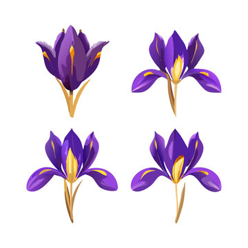 Set of 4 purple crocus flowers vector illustration