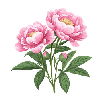 pink peonies blooming on white background clip art preview