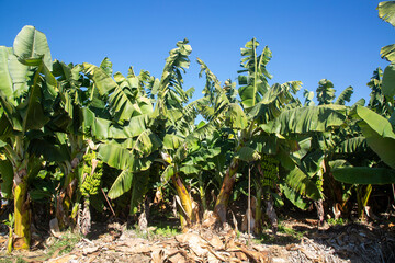Banana tree with bunch of growing ripe green bananas
