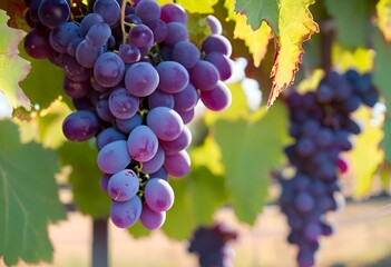 grapes on vine