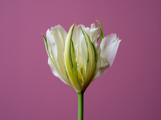 White Valley Tulip Flower. A double tulip Exotic Emperor. White with green beautiful flower. Spring greeting card