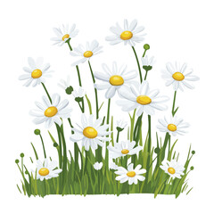 2D flat vector illustration white daisies in a meadow icon isolated on a white background.

