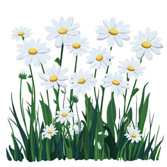 2D flat vector illustration white daisies in a meadow icon isolated on a white background.

