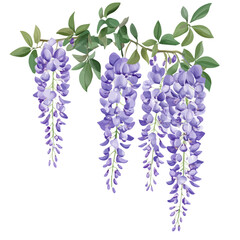 2D flat vector illustration wisteria flowers in full bloom icon isolated on a white background.


