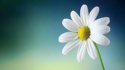 Single white daisy, green stem, soft blue-green background, nature serenity, ideal for greeting cards