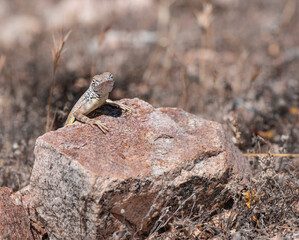 fence lizard on a rock