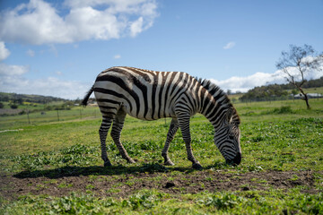 Obraz premium zebra eating grass in a herd