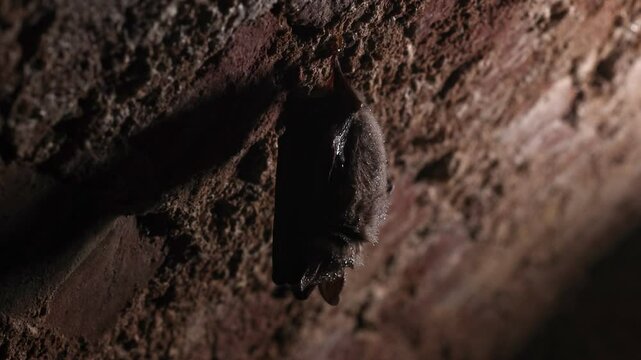 Closeup slow-motion picture of Greater mouse-eared bat (Myotis myotis) getting up just after hibernation in which they sleep hanging upside down from the ceiling of cave, stole or other underground.