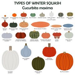 Types of winter squash. Cucurbita maxima. Cucurbitaceae. Fruits and vegetables. Isolated vector illustration. Flat style