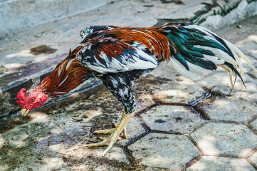 Rooster in Java, Indonesia