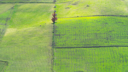 Cold and green landscape in the mountains