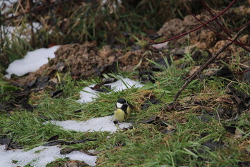 great tit (Parus major) sitting in the branches of a tree. The great tit (Parus major) is a passerine bird in the tit family Paridae.
