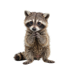 Obraz premium Adorable baby raccoon with gray fur and striped tail posing thoughtfully with paws together Ideal for cute animal themes