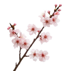 Fototapeta premium Beautiful sakura tree branch adorned with delicate pink flowers against a Transparent background, sakura tree branch flower White background