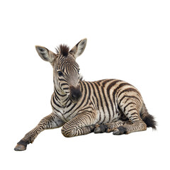 Obraz premium Adorable baby zebra peacefully resting showcasing its soft black and white stripes Perfect for nature and wildlife concepts