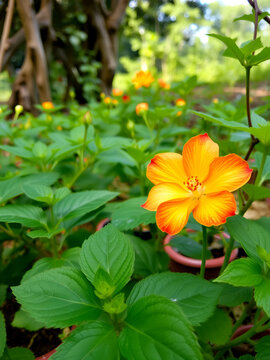 flor hermosa creciendo entre plantas de siembras y arboles,