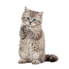 Adorable light gray kitten with blue eyes sitting upright tail wrapped around paws Innocent and fluffy on white background