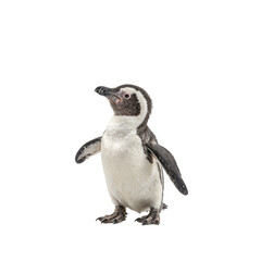 Fototapeta premium Adorable baby penguin with soft black and white feathers waddling on its feet capturing cute and endearing movements