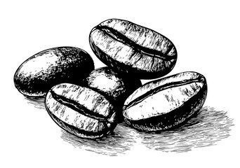 Fototapeta premium Ziarna kawy rysunek 