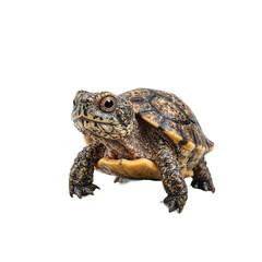 Obraz premium Adorable baby turtle with a small shell and big eyes standing on a rock with a curious look showcasing its playful demeanor
