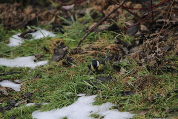 great tit (Parus major) sitting in the branches of a tree. The great tit (Parus major) is a passerine bird in the tit family Paridae.
